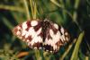 Melanargia galathea